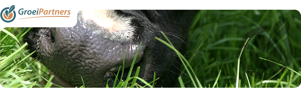 header_standaard8