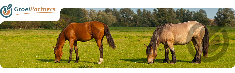 Header paarden